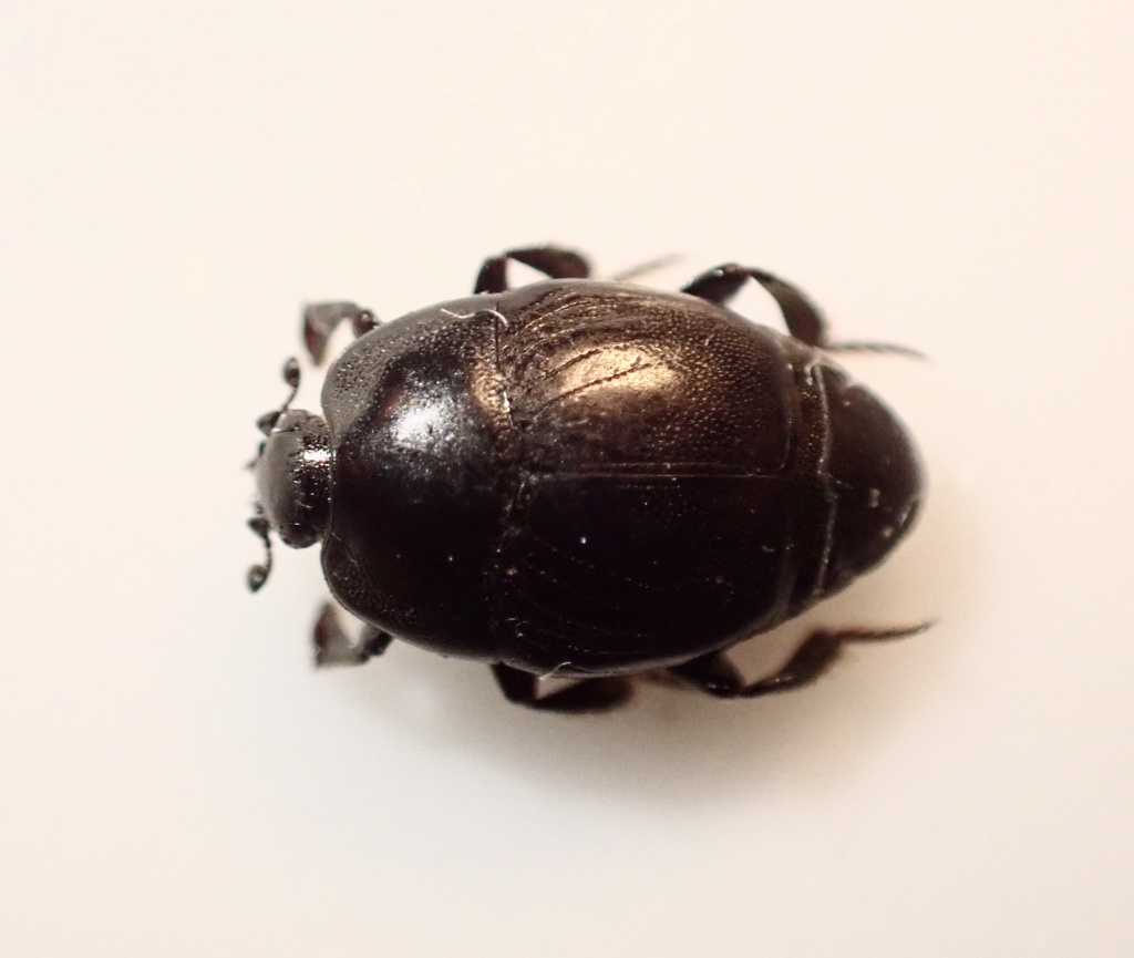 Saprinus subnitescens