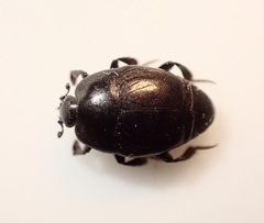 Saprinus subnitescens