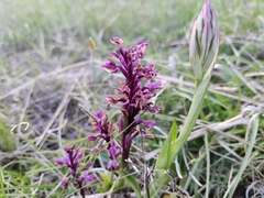 Anacamptis papilionacea