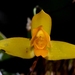 Lycaste aromatica - Photo (c) Daniel Pineda Vera, some rights reserved (CC BY), uploaded by Daniel Pineda Vera