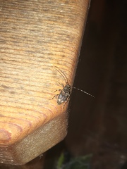 Astyleiopus variegatus