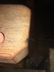 Astyleiopus variegatus