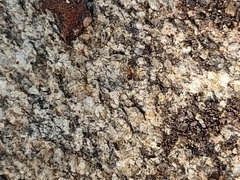 Temnothorax rugatulus