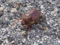 Holochelus