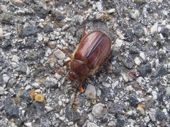 Holochelus