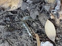Scolopendra viridis