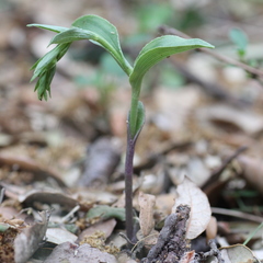 Epipactis phyllanthes