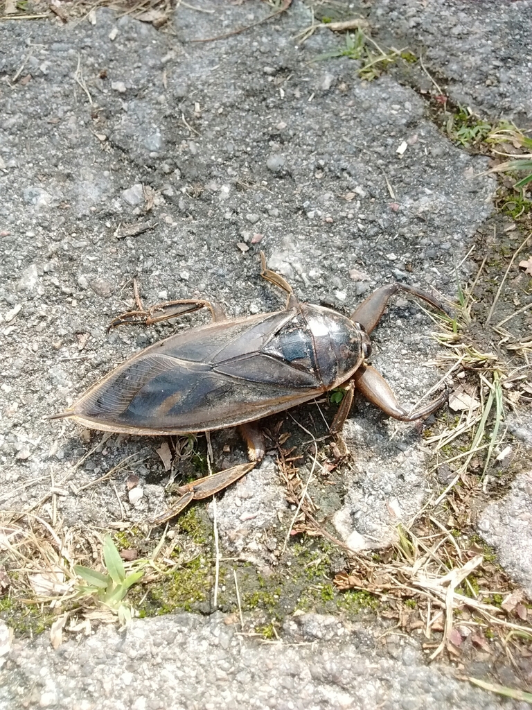 Lethocerus grandis
