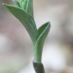 Epipactis phyllanthes