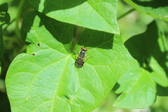 Odontomyia ornata