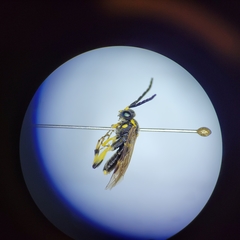 Macrophya nigristigma