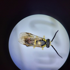 Macrophya nigristigma