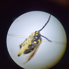 Macrophya nigristigma