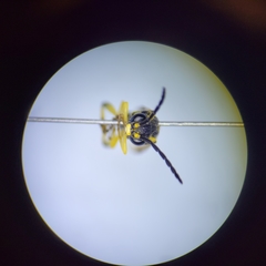 Macrophya nigristigma