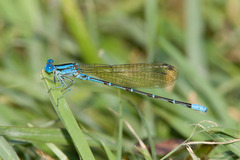 Argia rhoadsi