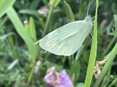 Pieris rapae