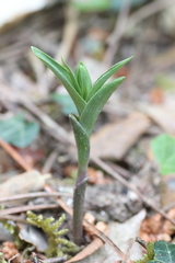 Epipactis phyllanthes