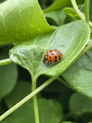 Harmonia axyridis