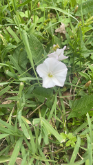 Convolvulus arvensis