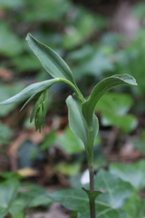 Epipactis phyllanthes