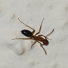 Camponotus nylanderi