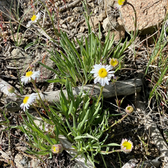 Erigeron compactus