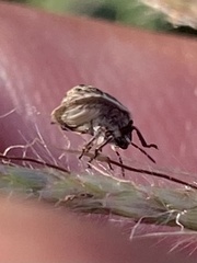 Stethaulax marmorata