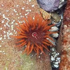Pseudactinia