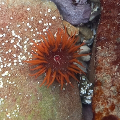 Pseudactinia