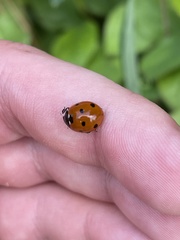 Coccinella septempunctata