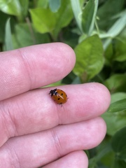 Coccinella septempunctata