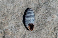 Chondrina kobelti