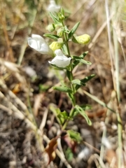 Scutellaria californica