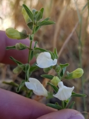 Scutellaria californica