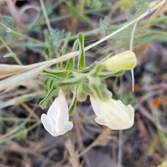 Scutellaria californica