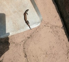 Plestiodon brevirostris