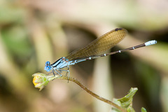 Argia rhoadsi