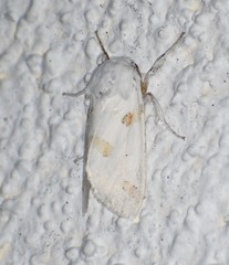 Euerythra trimaculata