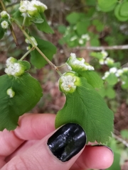 Blaesodiplosis canadensis