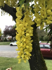 Laburnum anagyroides