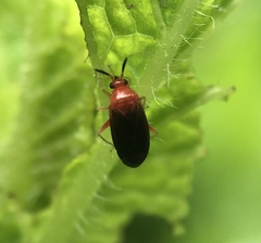 Rhinocapsus rubricans