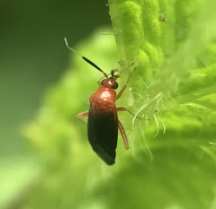 Rhinocapsus rubricans