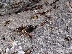 Pheidole desertorum