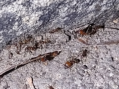 Pheidole desertorum
