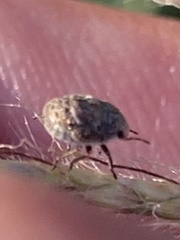 Stethaulax marmorata