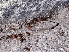 Pheidole desertorum