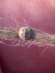 Stethaulax marmorata