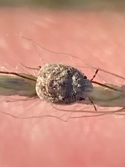 Stethaulax marmorata