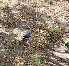 Lamprotornis superbus