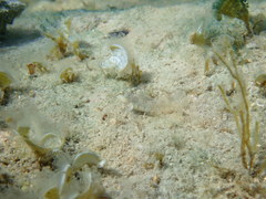 Microlipophrys dalmatinus